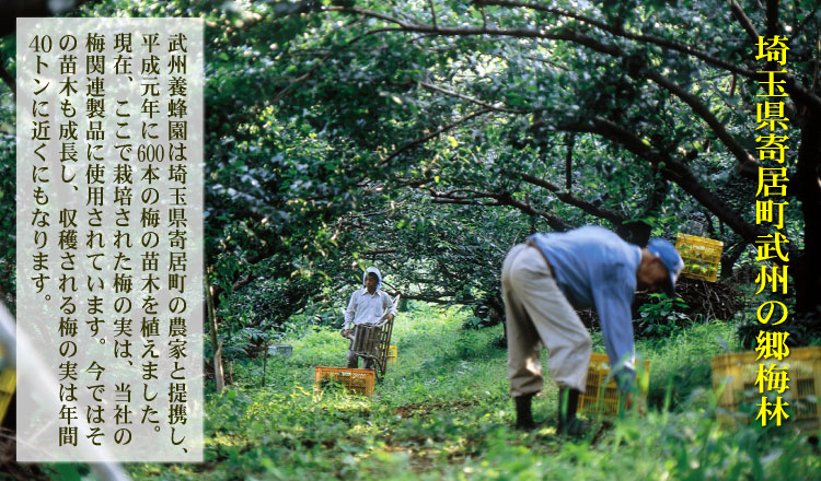 埼玉県寄居町武州の郷梅林